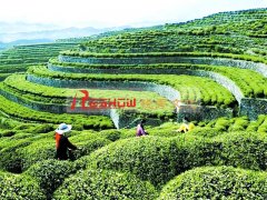 2017中国（贵州贵阳）国际茶产业博览会